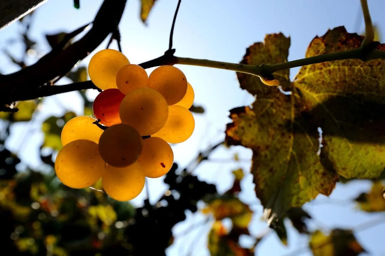 Lantställe Agriturismo Trere Faenza
